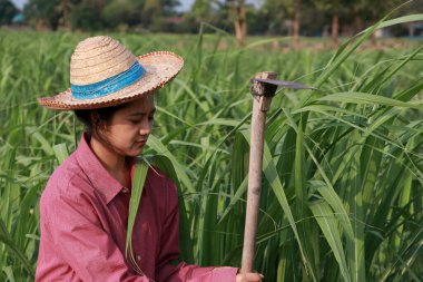 Şeker kamışı çiftliğinde çalışan ve uzun kollu kırmızı gömlekli hasır şapkalı bir kadın çiftçi.. 