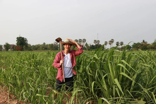 Şeker Kamışı Çiftliğinde Çalışan Uzun Kollu Kırmızı Gömlekli Hasır Şapka — Stok fotoğraf