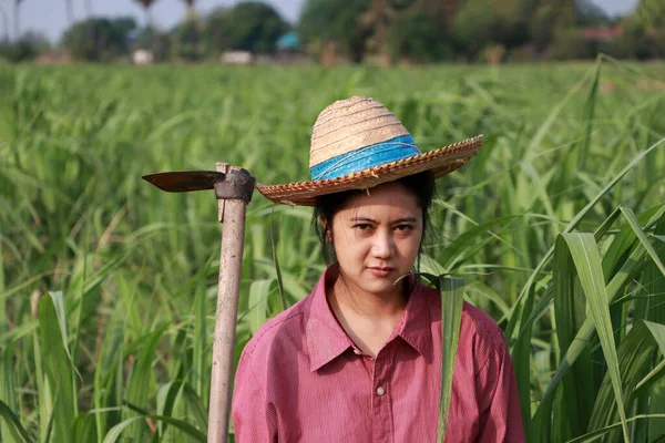 Şeker kamışı çiftliğinde çalışan ve uzun kollu kırmızı gömlekli hasır şapkalı bir kadın çiftçi.. 