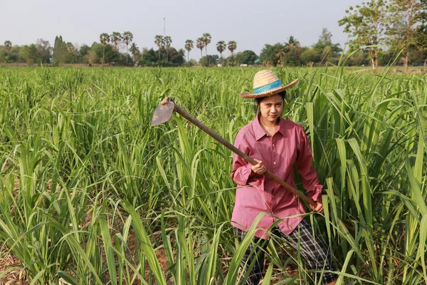 Woman Farmer Hoe Hand Working Sugarcane Farm Wearing Straw Hat — Stock Photo, Image