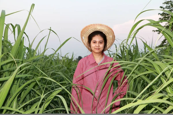 Agricultrice Debout Dans Ferme Canne Sucre Portant Chapeau Paille Avec — Photo