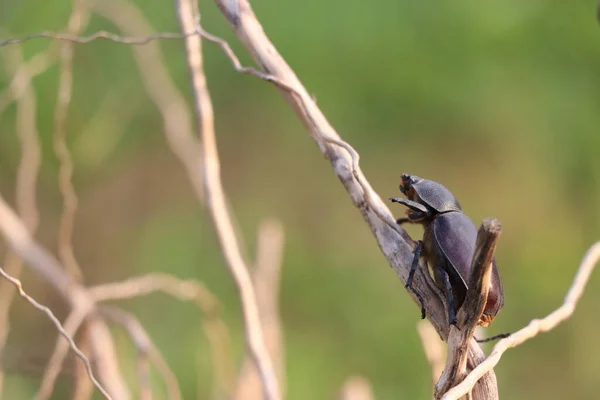 Insecte Scarabée Noir Perché Sur Une Branche Sèche Avec Fond — Photo