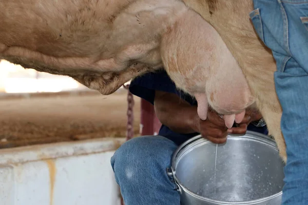 Milking cows from cow\'s breast to aluminum cans by the hand of farmers who raise animals.
