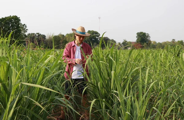 Homme Agriculteur Vérifiant Feuille Dans Ferme Canne Sucre Portant Chapeau — Photo