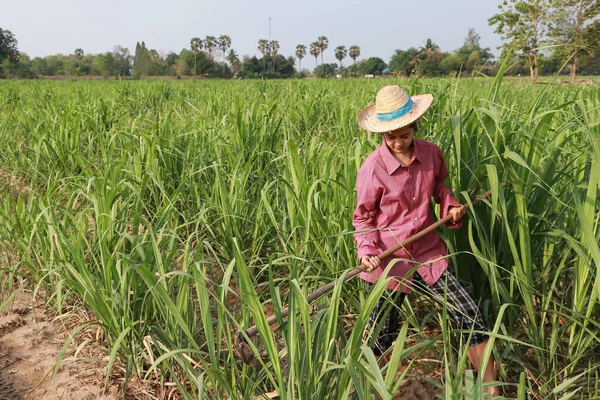 Woman Farmer Hoe Hand Working Sugarcane Farm Wearing Straw Hat — Stock Photo, Image