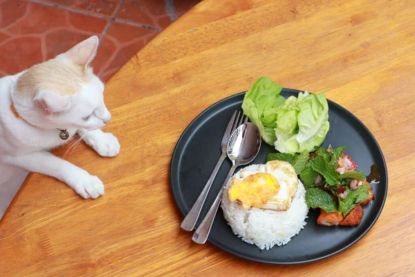 Kedi, ahşap zemindeki siyah yuvarlak tabakta kahvaltı etmeye bakıyor. Kızarmış yumurta pilavı ve kızarmış tavukla marul sebzesinin karışımı..