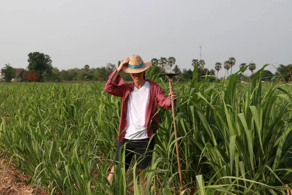 Homme Agriculteur Avec Houe Main Travaillant Dans Ferme Canne Sucre — Photo