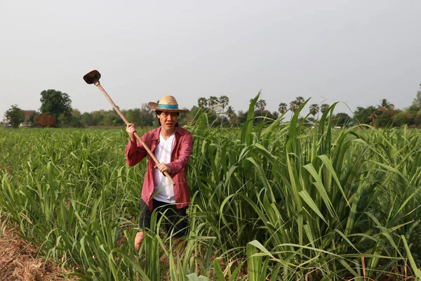 Man Farmer Hoe Hand Working Sugarcane Farm Wearing Straw Hat — Stock Photo, Image