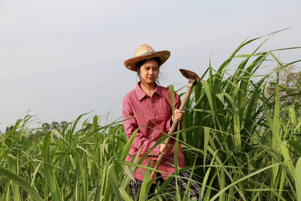 女农民手拿锄头在甘蔗地里干活 头戴草帽 头戴红色长袖衬衫 — 图库照片
