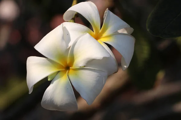 フランジパニの花と緑の背景の白と黄色の色 暖かい地域で国際的な装飾品として栽培されたプルメリア — ストック写真