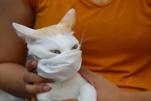 Maschera Gatto Prevenire Germi Concetto Protezione Dalle Particelle Minuscole Corona — Foto Stock