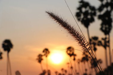 Siluet çimen çiçekleri ve pirinç tarlaları üzerindeki palmiye ağaçları alacakaranlık ve turuncu gökyüzü ile gündoğumuyla doludur..