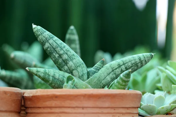 Groene Cactus Mini Terracotta Plantenpot Met Wazige Achtergrond — Stockfoto