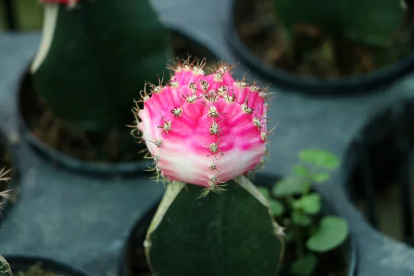 Warna Merah Muda Dan Putih Dari Gymnocalycium Mihanovichii Cactus Dalam — Stok Foto
