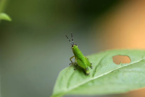 Sauterelle Verte Sur Feuille Verte Est Insecte Mangeur Plantes Avec — Photo