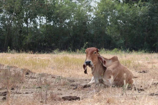 Brown Color Cow Laying Grassland — Stock Photo, Image