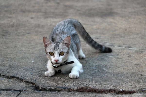 灰色と白の猫が灰色のコンクリートの床に犠牲者を攻撃するために行動しています — ストック写真