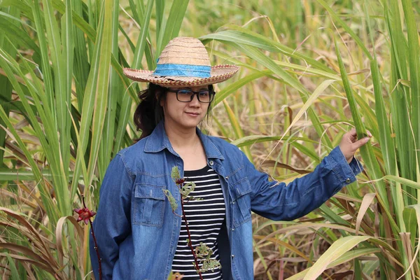 Mujer Agricultora Pie Coger Hoja Caña Azúcar Mano Izquierda Con —  Fotos de Stock