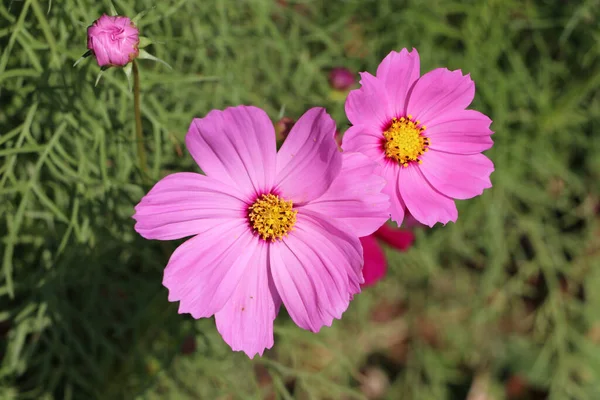 Pink Cosmos Sulureus Fleurit Sur Arbre Vert Est Également Connu — Photo