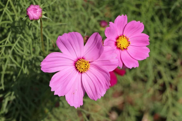 Rosa Cosmos Flor Sulfurosa Árvore Verde Também Conhecido Como Cosmos — Fotografia de Stock