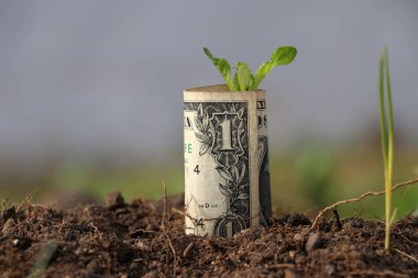 Amerika 'nın bir dolarlık banknotu yuvarlandı ve toprakta büyüyen genç bitki. Para büyümesi veya para birimi faizi kavramı.