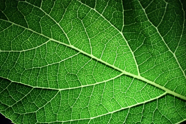 Fechar Porção Folha Veias Rede Verde Venação Reticulada Licença Verde — Fotografia de Stock