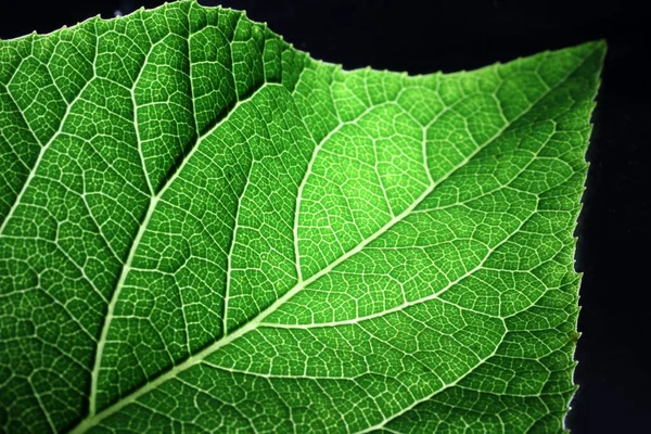 Sluiten Van Een Deel Van Groene Netaderen Blad Reticulate Venation — Stockfoto