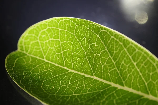 Sluiten Van Een Deel Van Groene Netaderen Blad Reticulate Venation — Stockfoto