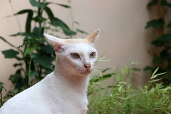 緑の背景に茶色の耳を持つ白い猫 それは柔らかい毛皮を持つ小さな家畜の肉食哺乳動物です — ストック写真