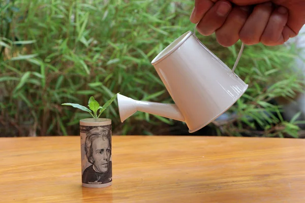 Rolled Banknote Money Twenty Dollar Young Plant Grow Small White — Stock Photo, Image