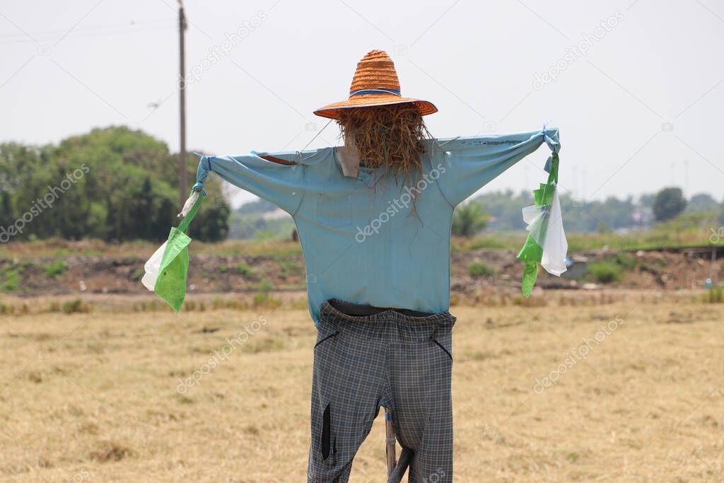 Espantapájaros o hombres de paja en el campo, generalmente hechos para