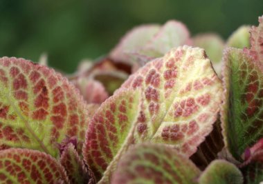 Yeşil arkaplan ve kırmızı ve yeşil renkte izin.