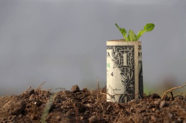 Amerika 'nın bir dolarlık banknotu yuvarlandı ve toprakta büyüyen genç bitki. Para büyümesi veya para birimi faizi kavramı.