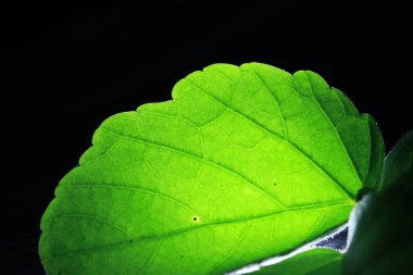Yeşil ağlı damar yaprağının bir kısmının kapatılması, koyu arkaplanda ışık ve yeşil izin retikülasyonu.