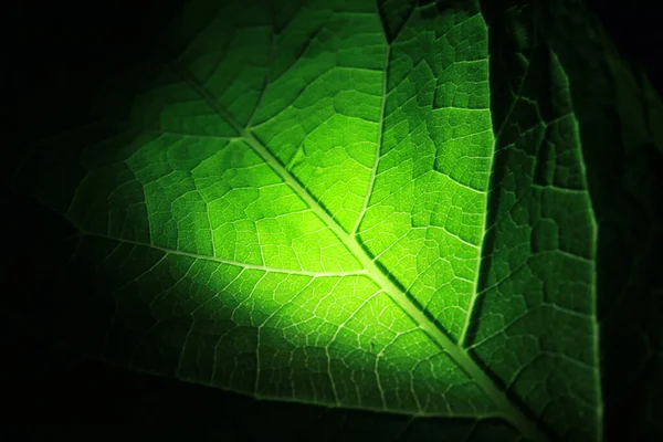 Крупный План Части Зеленых Сетчатых Вен Лист Сетчатый Venation Зеленого — стоковое фото