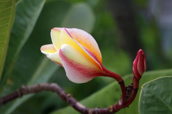 Flor Plumeria Flores Frangipani Cor Rosa Amarela Árvore Com Fundo — Fotografia de Stock