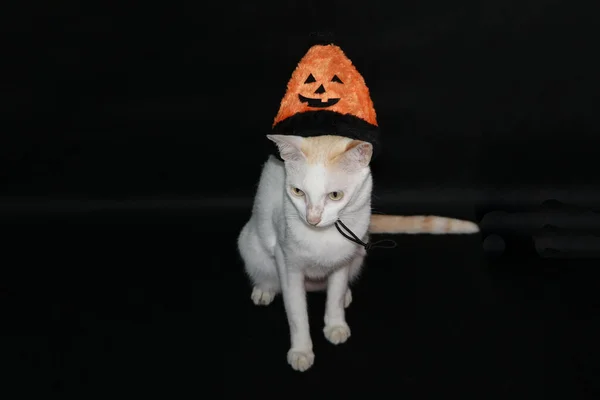 Gatto Bianco Con Colore Arancione Nero Del Cappello Halloween Sfondo — Foto Stock