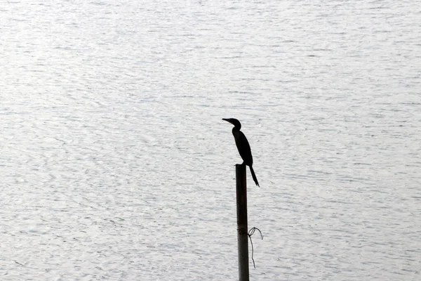 Silueta Las Aves Que Alimenta Peces Posados Tocones Agua — Foto de Stock