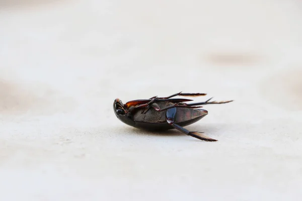 Black Weevil Serangga Berbaring Supine Lantai Putih — Stok Foto