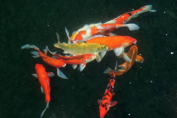 黒を背景に水の中に多くのカラフルな鯉の動き — ストック写真