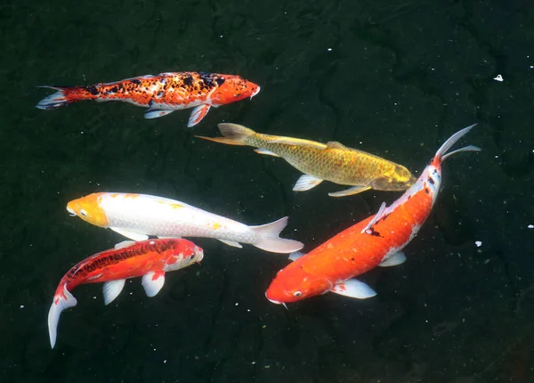 Рух Багатьох Барвистих Риб Коропа Воді Чорному Тлі — стокове фото