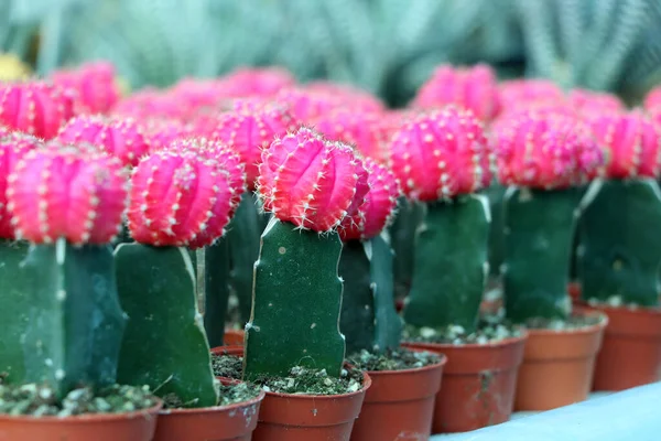 Różowy Kolor Gymnocalycium Mihanovichii Kaktusów Doniczce Mini Roślin Kaktus Księżycowy — Zdjęcie stockowe