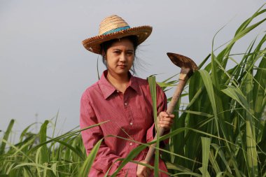 Şeker kamışı çiftliğinde çalışan ve uzun kollu kırmızı gömlekli hasır şapkalı bir kadın çiftçi..