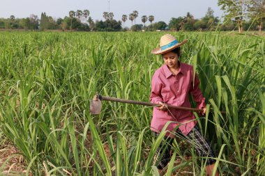 Şeker kamışı çiftliğinde çalışan ve uzun kollu kırmızı gömlekli hasır şapkalı bir kadın çiftçi..