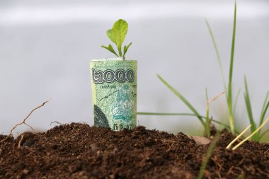 Yuvarlanan banknot parası iki bin Kamboçyalı Riel ve genç bitki toprakta büyüyor. Para büyümesi veya para birimi faizi kavramı.
