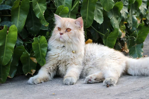Perská Kočka Hnědé Bílé Barvě Ležící Betonové Podlaze Zelené Opustit — Stock fotografie