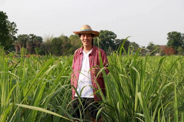 Homme Agriculteur Debout Dans Ferme Canne Sucre Portant Chapeau Paille — Photo