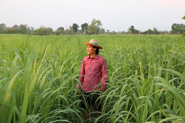 Homme Agriculteur Debout Dans Ferme Canne Sucre Portant Chapeau Paille — Photo