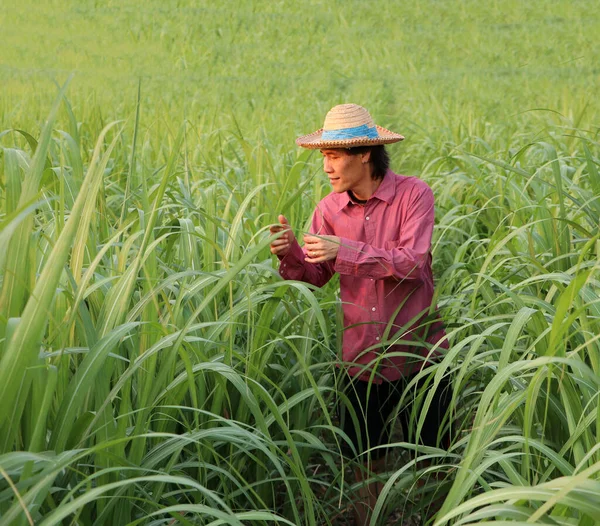 Man Farmer Checking Leaf Sugarcane Farm Wearing Straw Hat Red — Stock Photo, Image