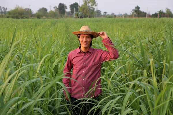 Man Farmer Standing Sugarcane Farm Wearing Straw Hat Red Long — Stock Photo, Image